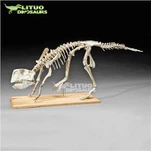 Psittacosaurus-skelet